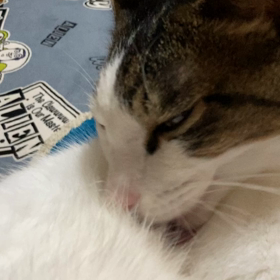 猫界のジャニーズJr.の画像