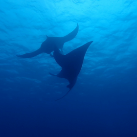 今年はマンタが絶好調！海人石垣島の画像