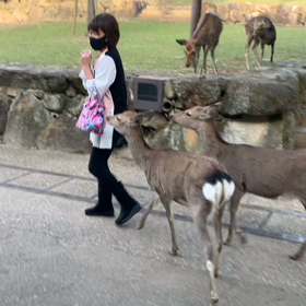 奈良公園の画像