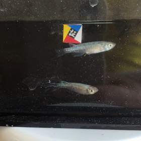 極龍ヒレ長の画像