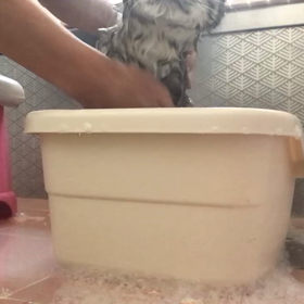 だんごちゃん、あんこちゃんシャンプータイムの画像