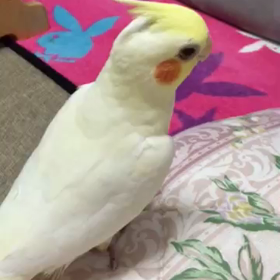 オカメちゃんの画像