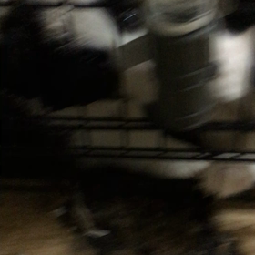 飼い主さんが決まった子犬の画像