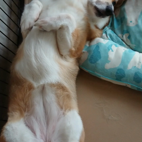 お昼寝からの～の画像