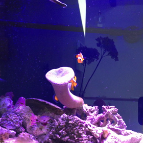 落ち着いてますの画像