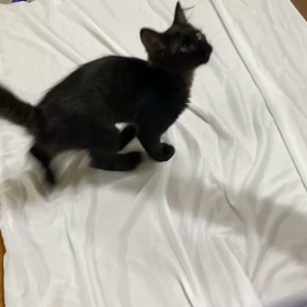 8月20日(日)参加猫ニャオハの画像