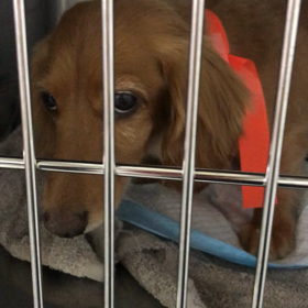 ２０１８年9月13日 椎間板ヘルニア手術 （2回目）の画像