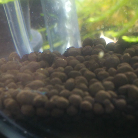 稚ｴﾋﾞちゃん(*^^*)の画像