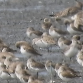 【野鳥動画】中潮の干潟　②の画像