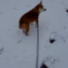 神様ワンコ1／27の画像