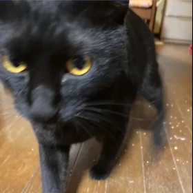 今日はこどもの日、いそ⑯の画像