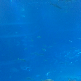 海遊館のジンベイザメの画像