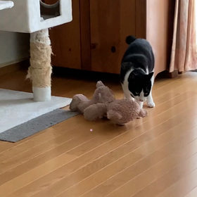 トムくんとシェリーメイの画像