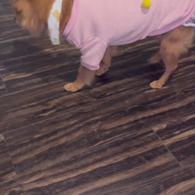 にもともっちが来てから元気⁇の画像