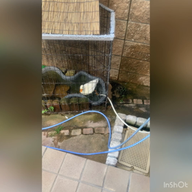 コールダックのふわり　一日の日課＆シンバパパ作の画像