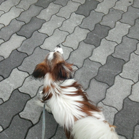 遠吠えしながらの画像