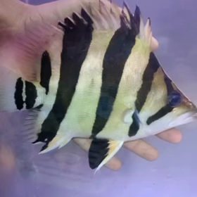 リアルバンドショート捕獲！！の画像