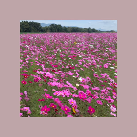 善入寺島のコスモスが　満開だったよ。の画像