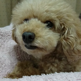 【親父、出掛けちゃうの？】の画像