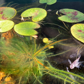 白ぶちラメ風雅と王華の画像