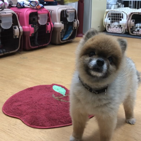 さすが！の画像