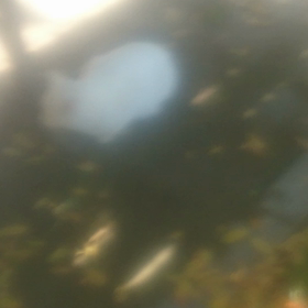 お知らせ&ラズリーちゃん動画の画像