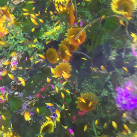 チームラボ 永遠の海に浮かぶ無常の花 IN金沢の画像