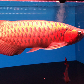 気まぐれ更新の画像