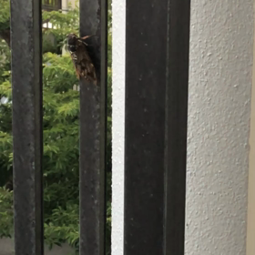 こんな所にセミが(　ﾟдﾟ)の画像