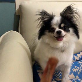 おやちゅぅ〜(@￣ρ￣@)の画像