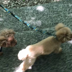 ♪お散歩動画♪砧公園♪の画像