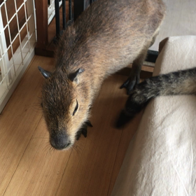 しっぽの画像