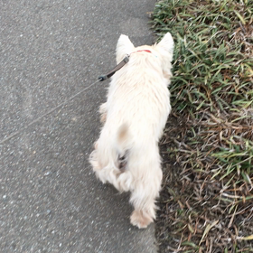 今日の風太の画像