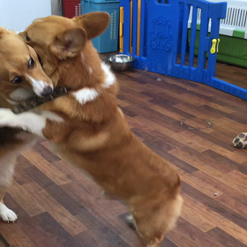 さつま君&リリーちゃんの画像