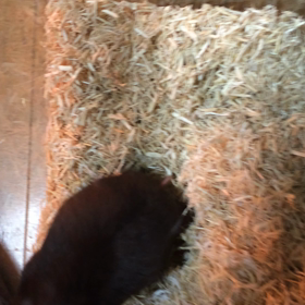 今日のうちの子ザムービー❗️vol.5の画像