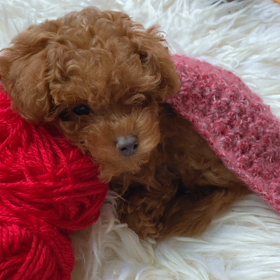 うちの小熊の画像