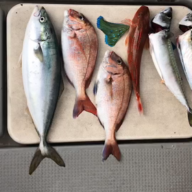 2021.6.2（水）明石鯛カブラ釣行の画像