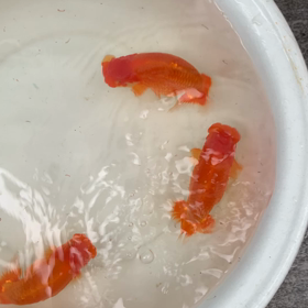 種雄はこれで決定です。の画像