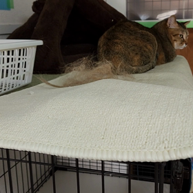 ももちゃんがの画像