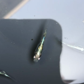 名前が無いシリーズの画像