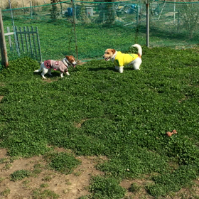 週末のドッグラン（動画編）の画像