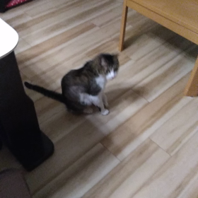 猫とマタタビの画像