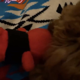 宇野樹君インスタストーリーより　ルーク　ベッドで一緒の画像