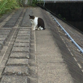 北朝鮮2回目のICBM実験、の画像