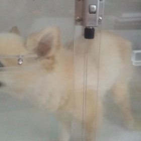 マロン  頑張りましたの画像