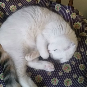 すやすやの画像