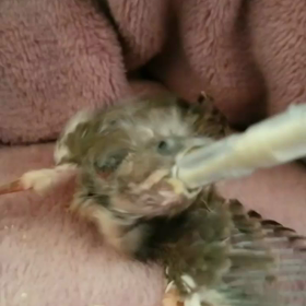 今日の雛ちゃん達∈(oëo)∋の画像