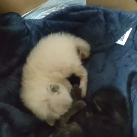 乳飲み子達の画像