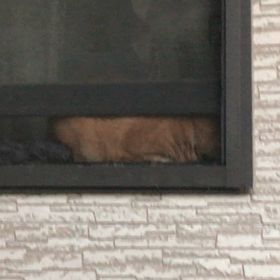 マルちゃんの画像