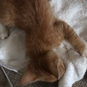 癒し系   茶トラ仔猫ラブちゃんの画像